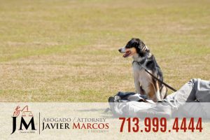 Leyes de correa para perros | Abogado Javier Marcos 713.999.4444