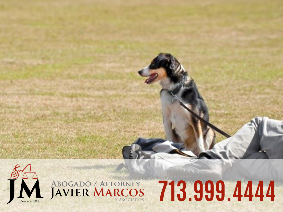 abogado de mordida de perro