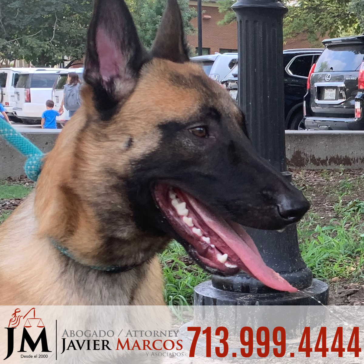 Abogado de Mordida de Perro | Abogado Javier Marcos | 713.999.4444